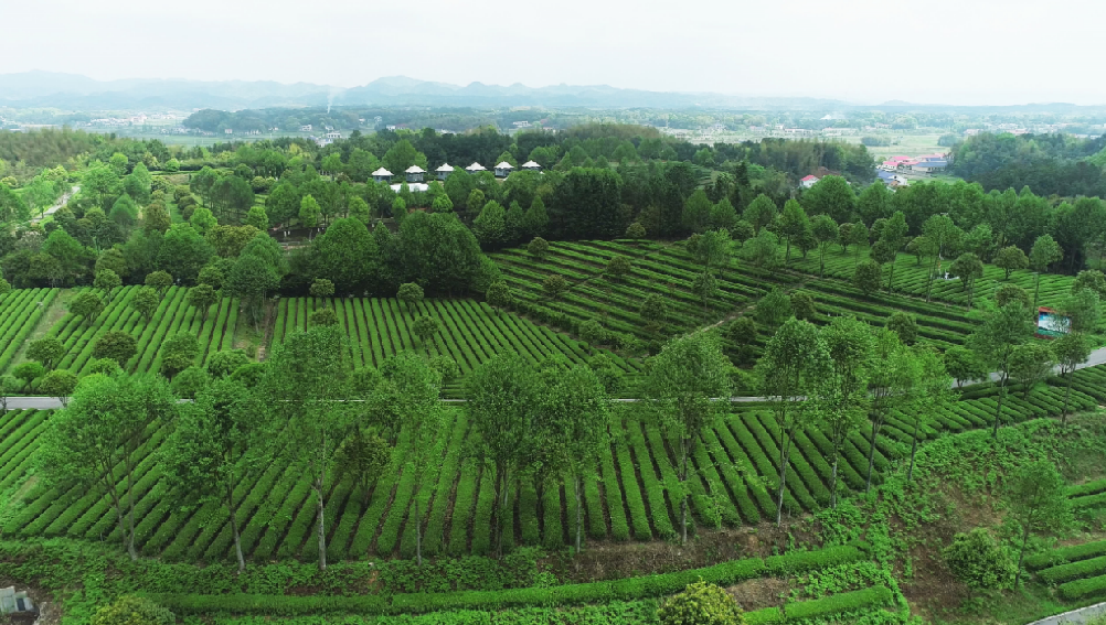 全国“三品一标”基地，金井镇新利体育叶基地榜上有名